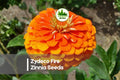 Zydeco Fire Zinnia Seeds – 100+ Large Double Blooms in Red, Orange & Gold – Annual Flower for Borders, Beds & Cut Flowers