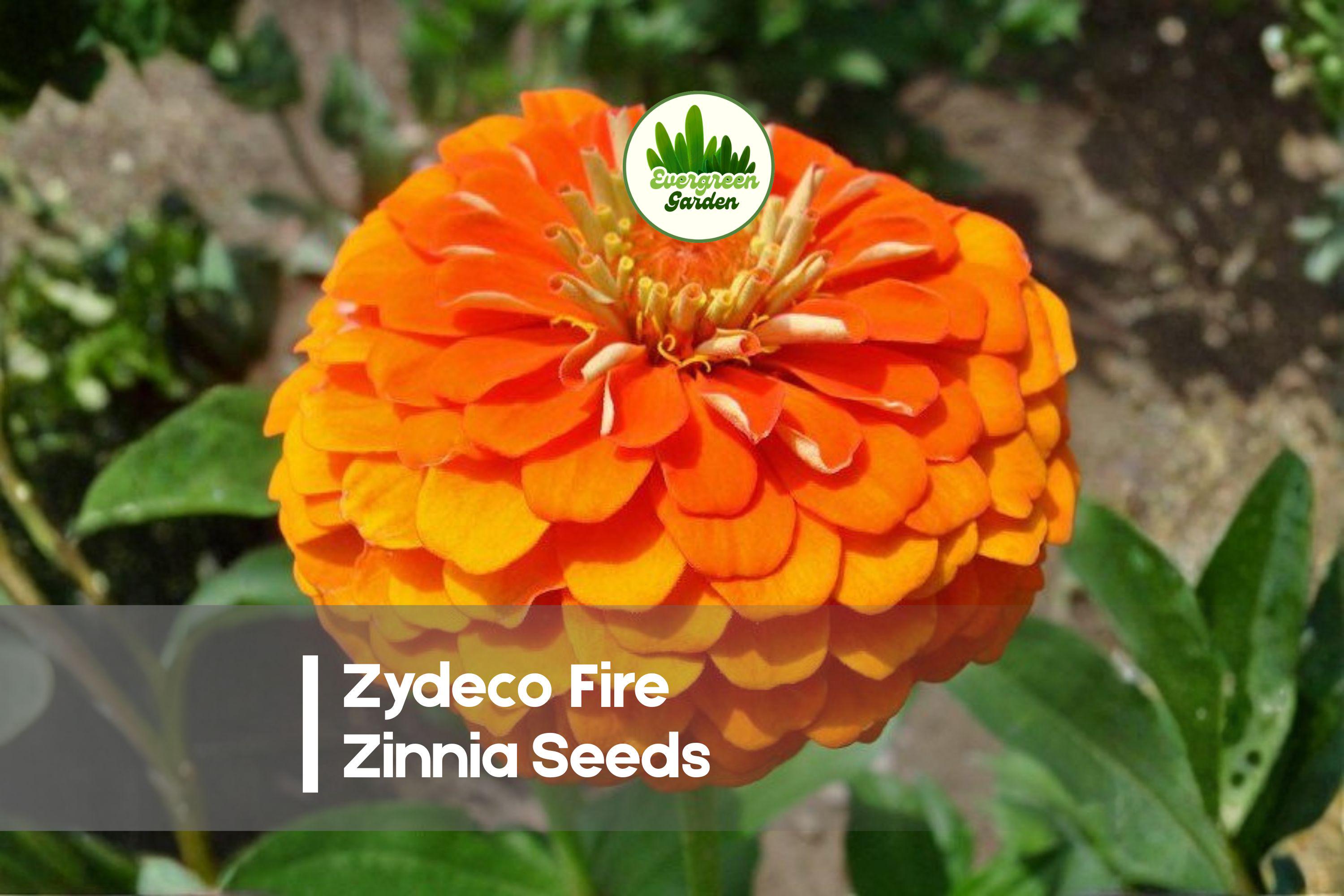Zydeco Fire Zinnia Seeds – 100+ Large Double Blooms in Red, Orange & Gold – Annual Flower for Borders, Beds & Cut Flowers