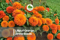 100+ Lilliput Orange Zinnia Seeds | Small Double Blooms, Bright Orange, Zinnia elegans, Annual Garden Flower