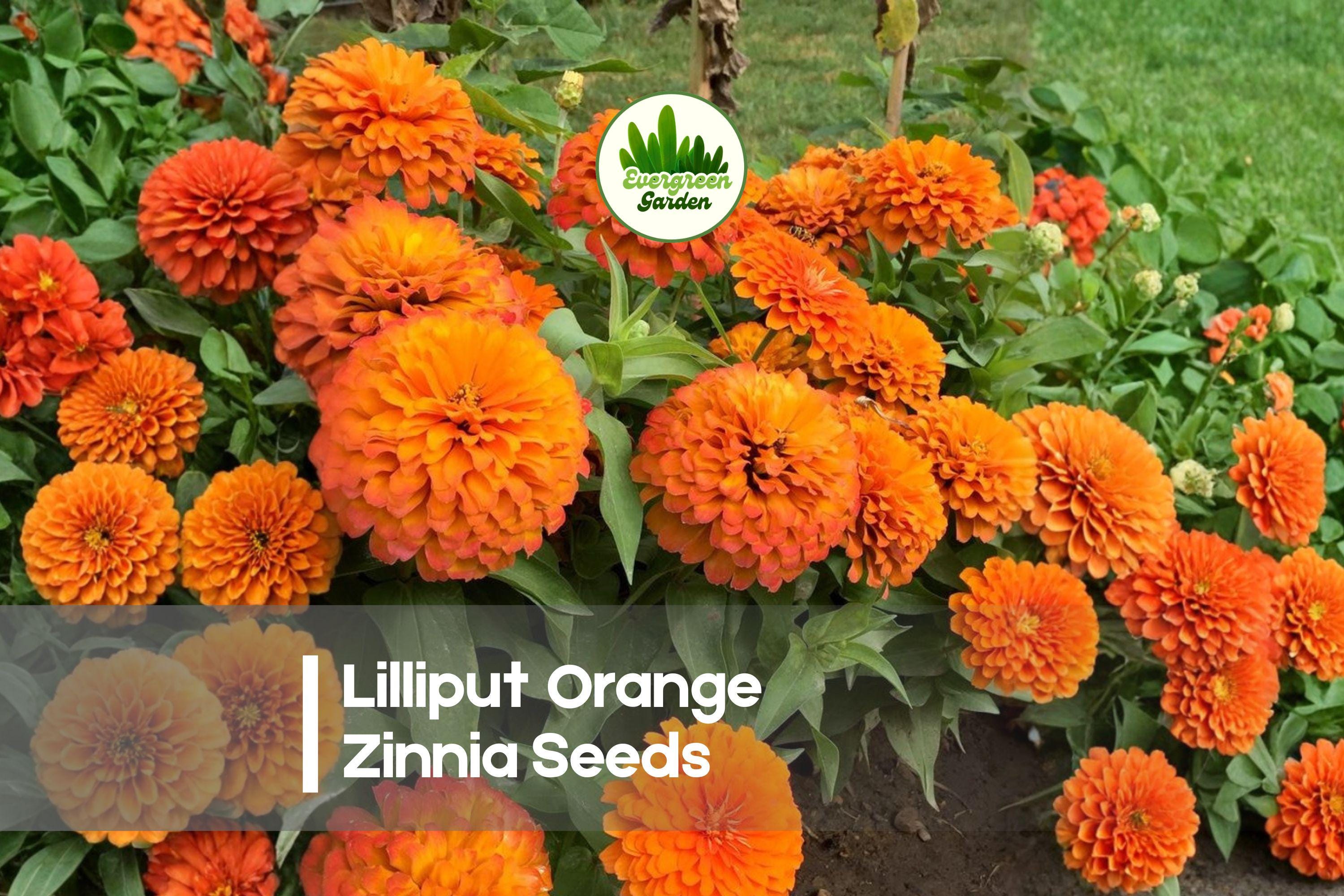 100+ Lilliput Orange Zinnia Seeds | Small Double Blooms, Bright Orange, Zinnia elegans, Annual Garden Flower