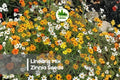 100+ Linearis Mix Zinnia Seeds, Annual Flower, Narrow Daisy Petals, Bright Orange Yellow White, Pollinator-Friendly, Full Sun