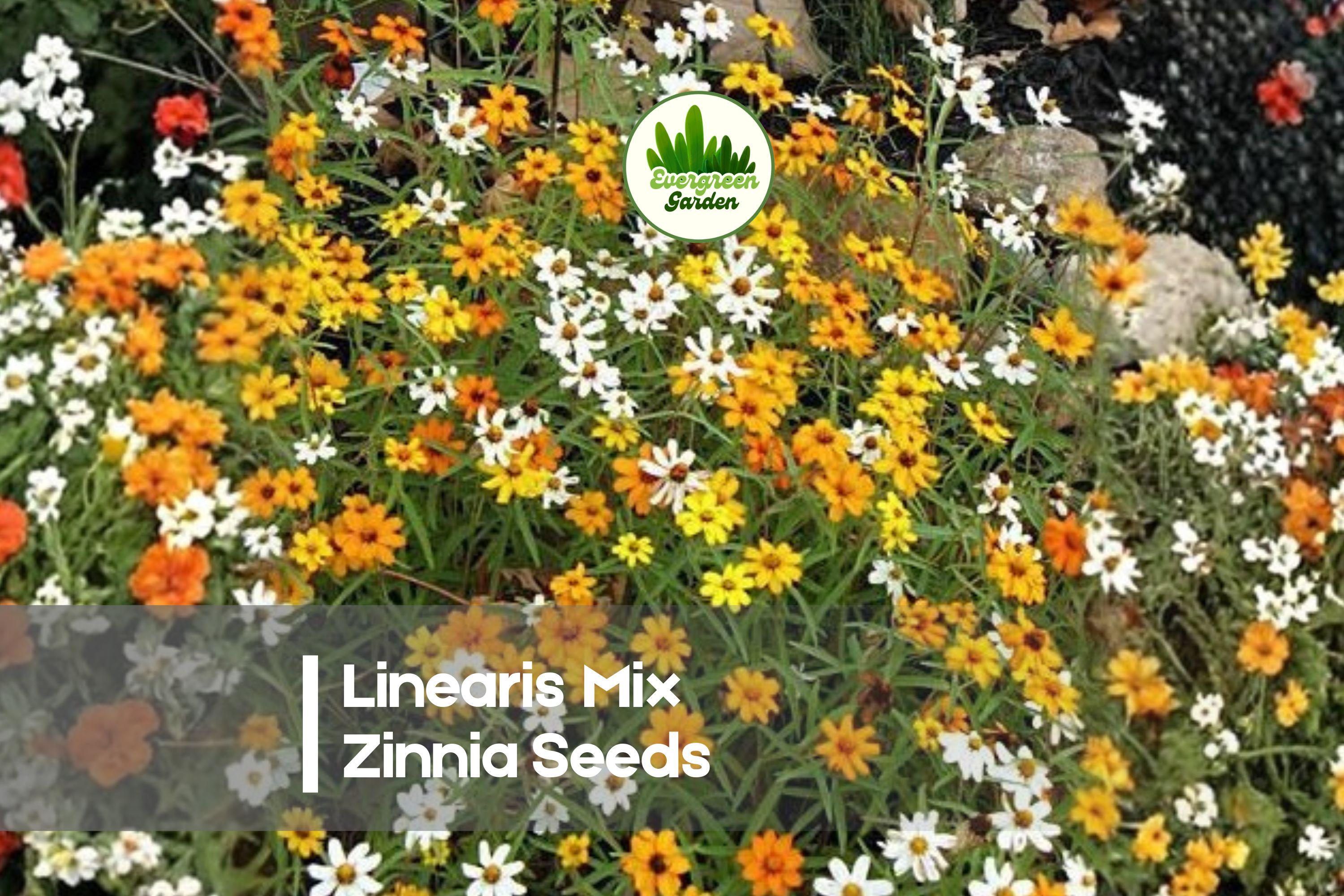 100+ Linearis Mix Zinnia Seeds, Annual Flower, Narrow Daisy Petals, Bright Orange Yellow White, Pollinator-Friendly, Full Sun