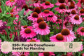 Purple Coneflower Seeds – Echinacea purpurea – Perennial Pollinator & Butterfly Flower Seeds for Garden Beds