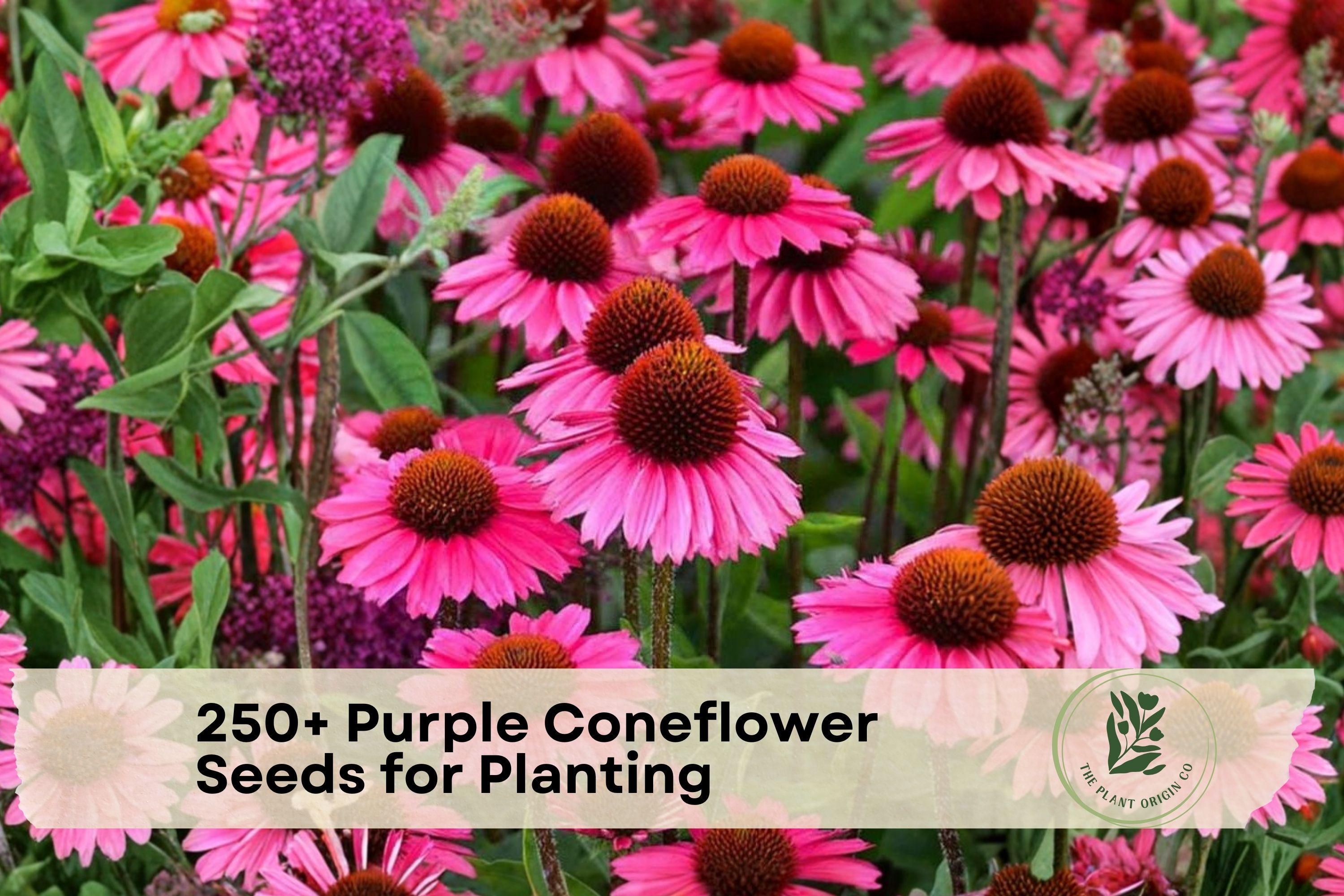Purple Coneflower Seeds – Echinacea purpurea – Perennial Pollinator & Butterfly Flower Seeds for Garden Beds