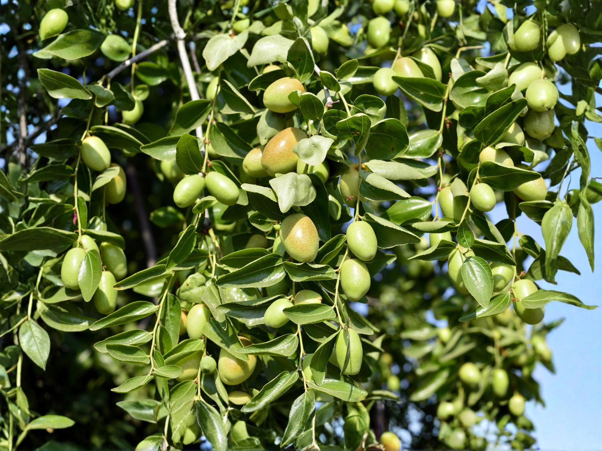 Jojoba Seeds Simmondsia chinensis Desert Evergreen Shrub Drought Tolerant Native Plant 10 Seeds