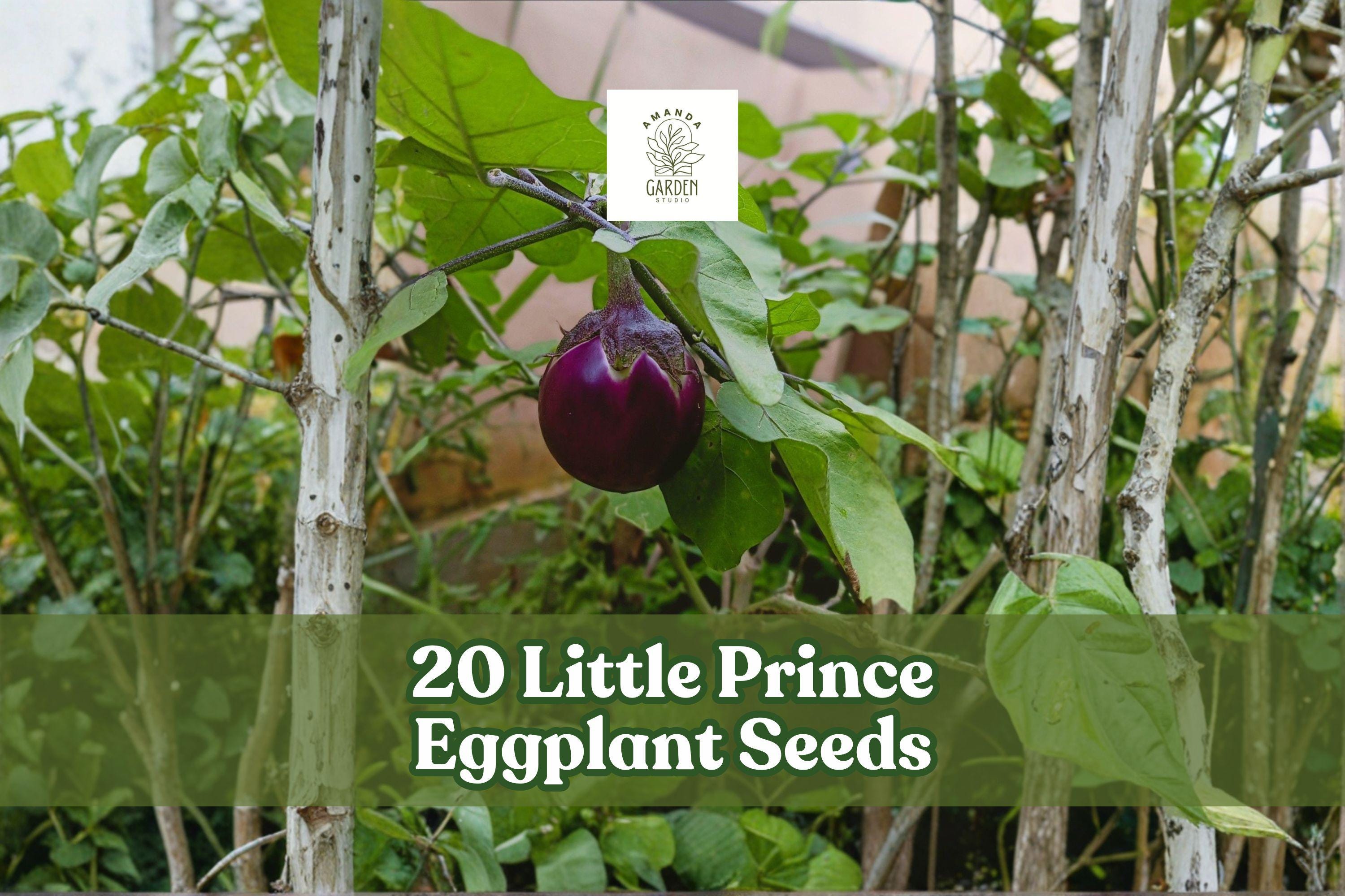 Little Prince Eggplant Seeds | Compact Heirloom Solanum melongena for Garden Planting, Small Oval Deep Purple Fruits