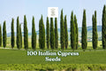 Italian Cypress Seeds – Evergreen Tree, Tall, Narrow, Cupressus sempervirens, Garden & Landscape Planting, 100 Seeds