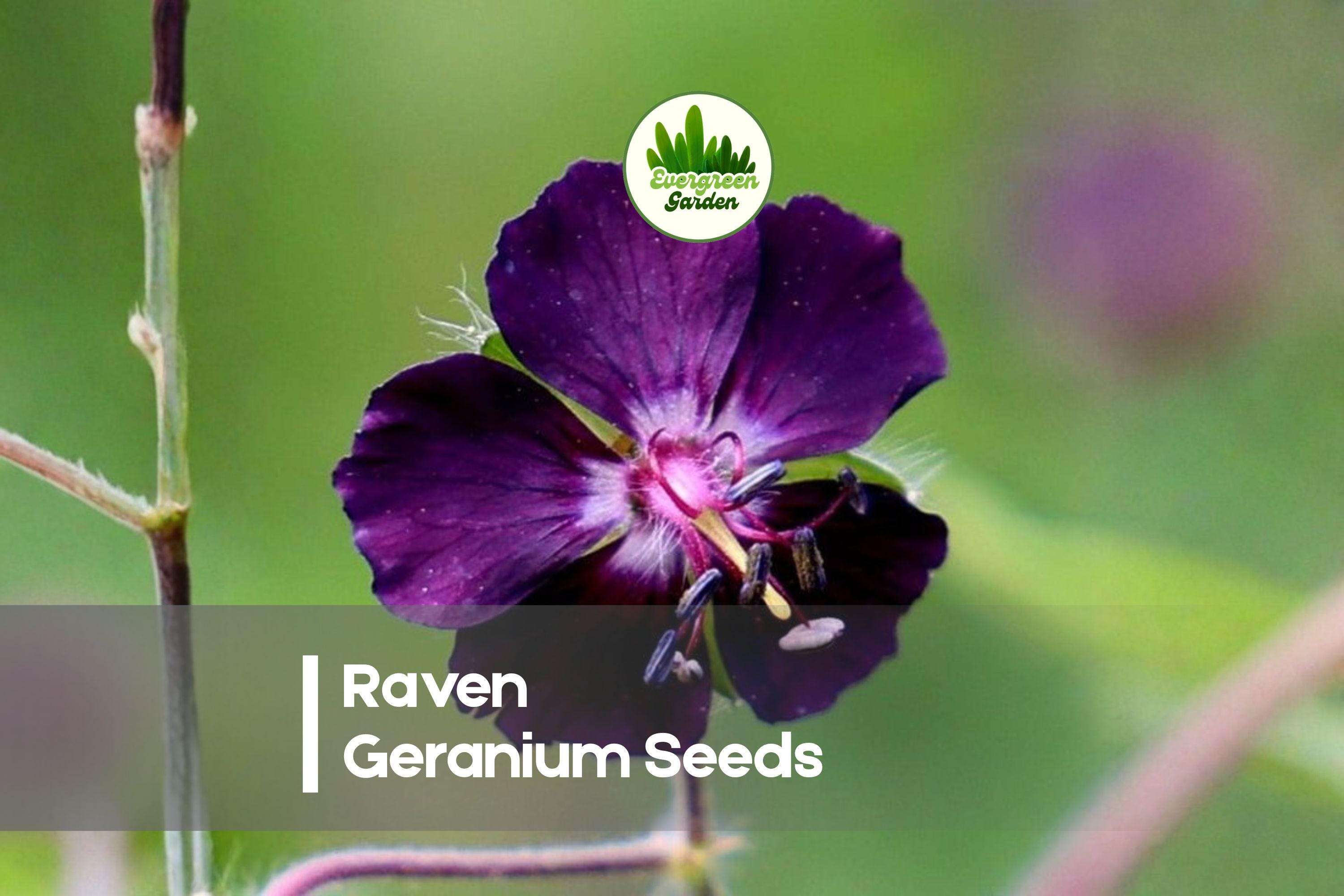 25+ Raven Geranium Seeds - Deep Dark Red Blooms, Pelargonium spp., Annual/Perennial, Garden, Pot & Border Plant