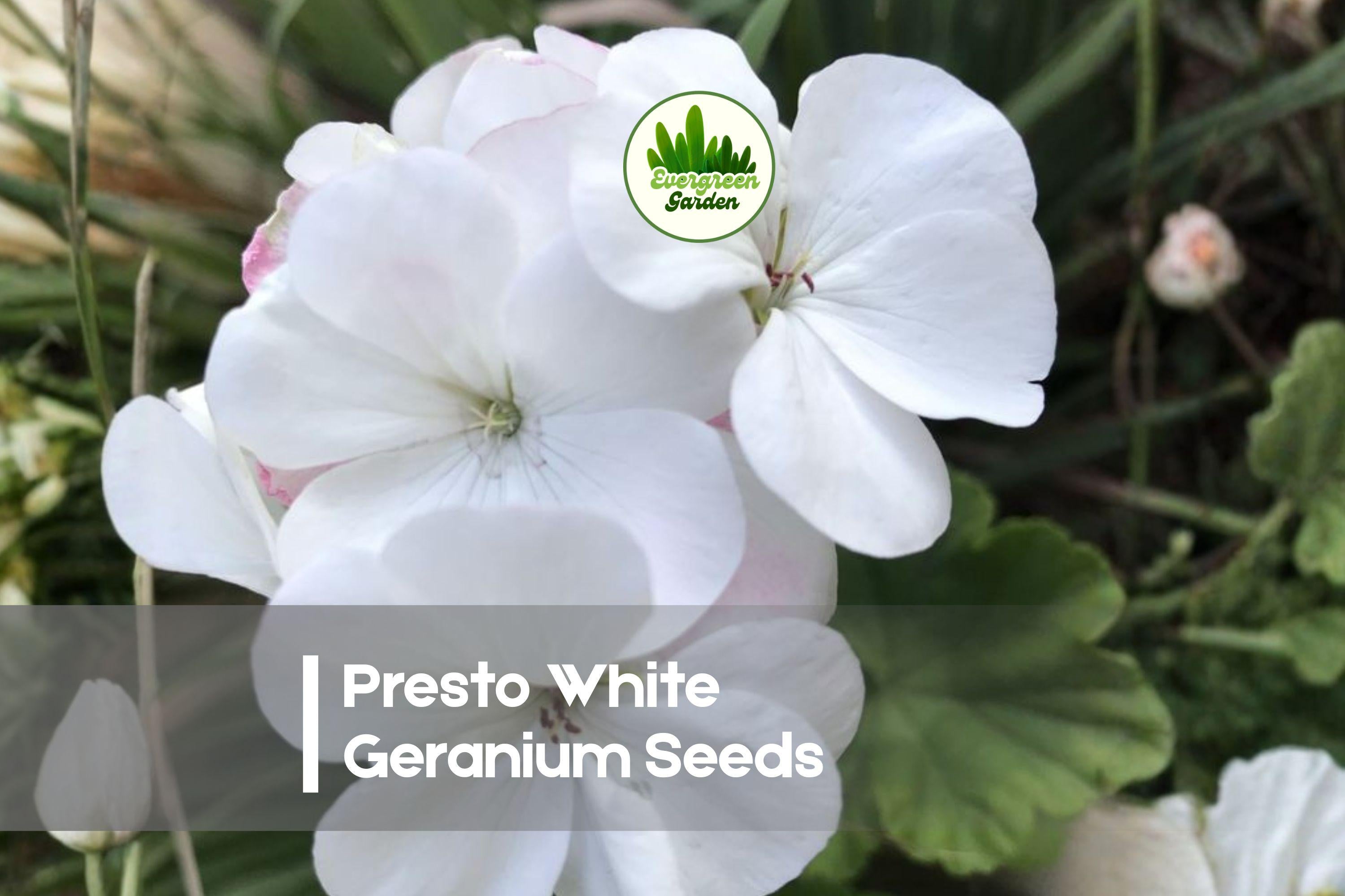 Presto White Geranium Seeds – Compact Pelargonium spp. for Pots, Borders & Window Boxes, White Bloom, Easy to Grow, 25+ Seeds