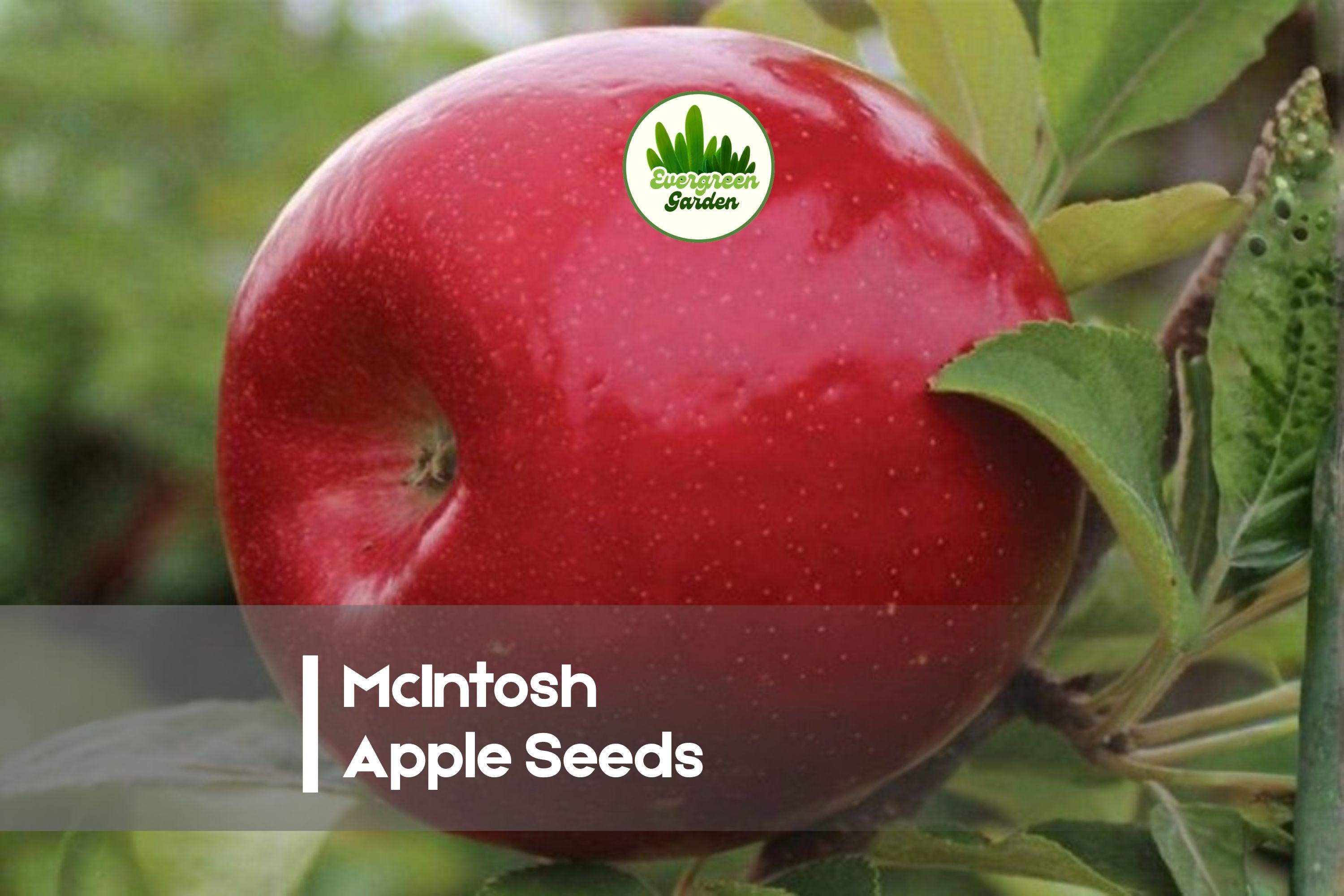 25+ McIntosh Apple Seeds – Fruit Tree, Malus domestica, Red/Green, for Home Orchard & Garden Planting