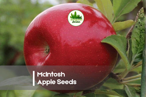 25+ McIntosh Apple Seeds – Fruit Tree, Malus domestica, Red/Green, for Home Orchard & Garden Planting