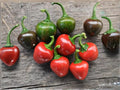 Red Cherry Sweet Pepper Seeds – Small Round Heirloom Garden Vegetable – 25 Seeds for Fresh Eating, Pickling, and Cooking