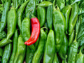 Sandia Hot Pepper Seeds – New Mexico Chile, Medium Hot, Heirloom Vegetable, 25 Seeds for Roasting, Sauces & Cooking