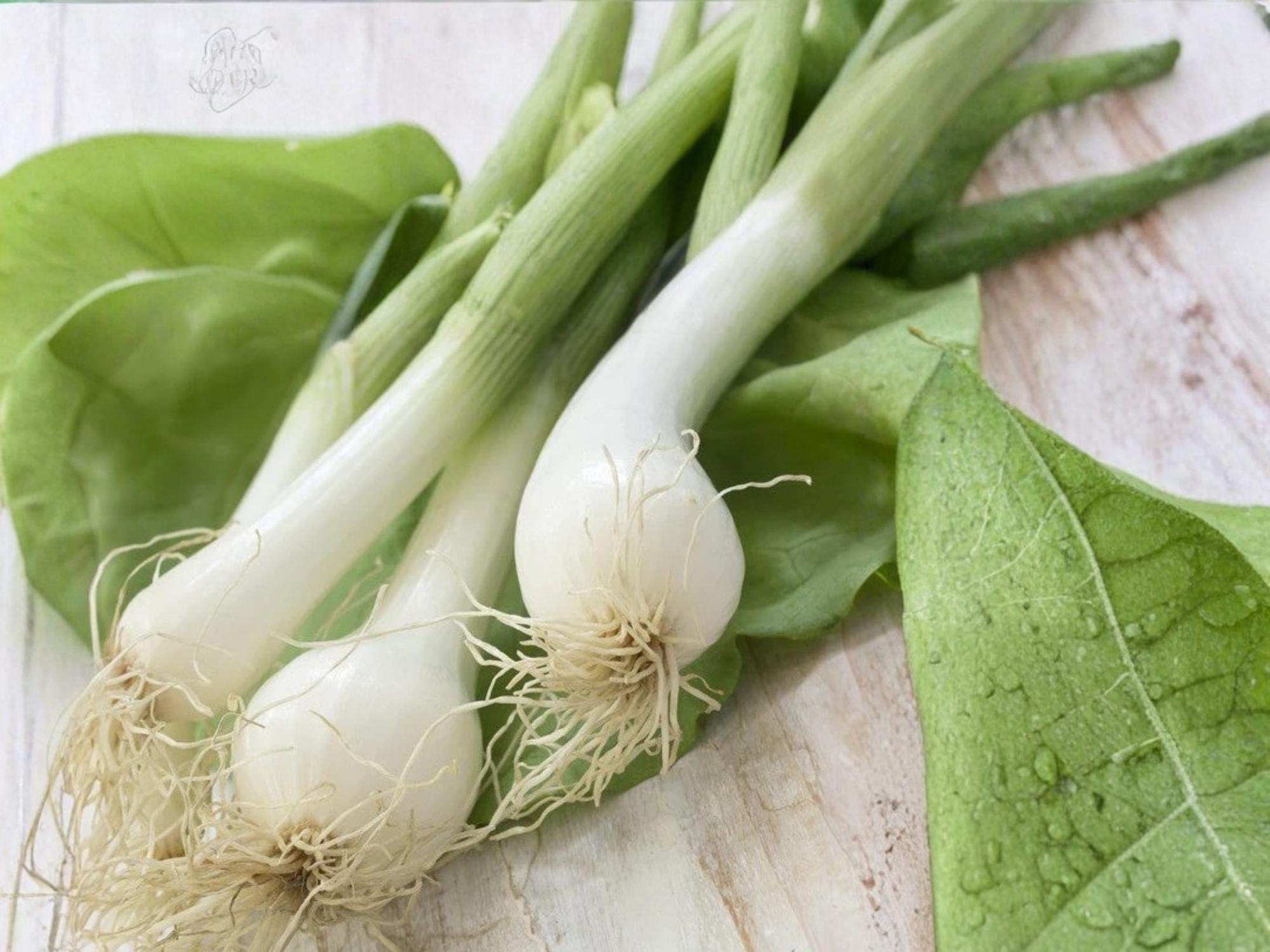 White Lisbon Bunching Onion Seeds – Heirloom Scallion Green Onion, Cool-Season Vegetable, Allium fistulosum, 50 Seeds