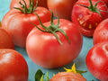 Super Sioux Tomato Seeds – Heat Tolerant Heirloom Slicing Tomato for Warm Climates – 30 Seeds