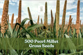 500 Pearl Millet Grass Seeds for Ornamental Garden Borders Pennisetum glaucum