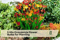 Mixed Color Crocosmia Flower Bulbs – Easy to Grow Perennial for Garden Beds, Borders & Containers | Crocosmia spp.