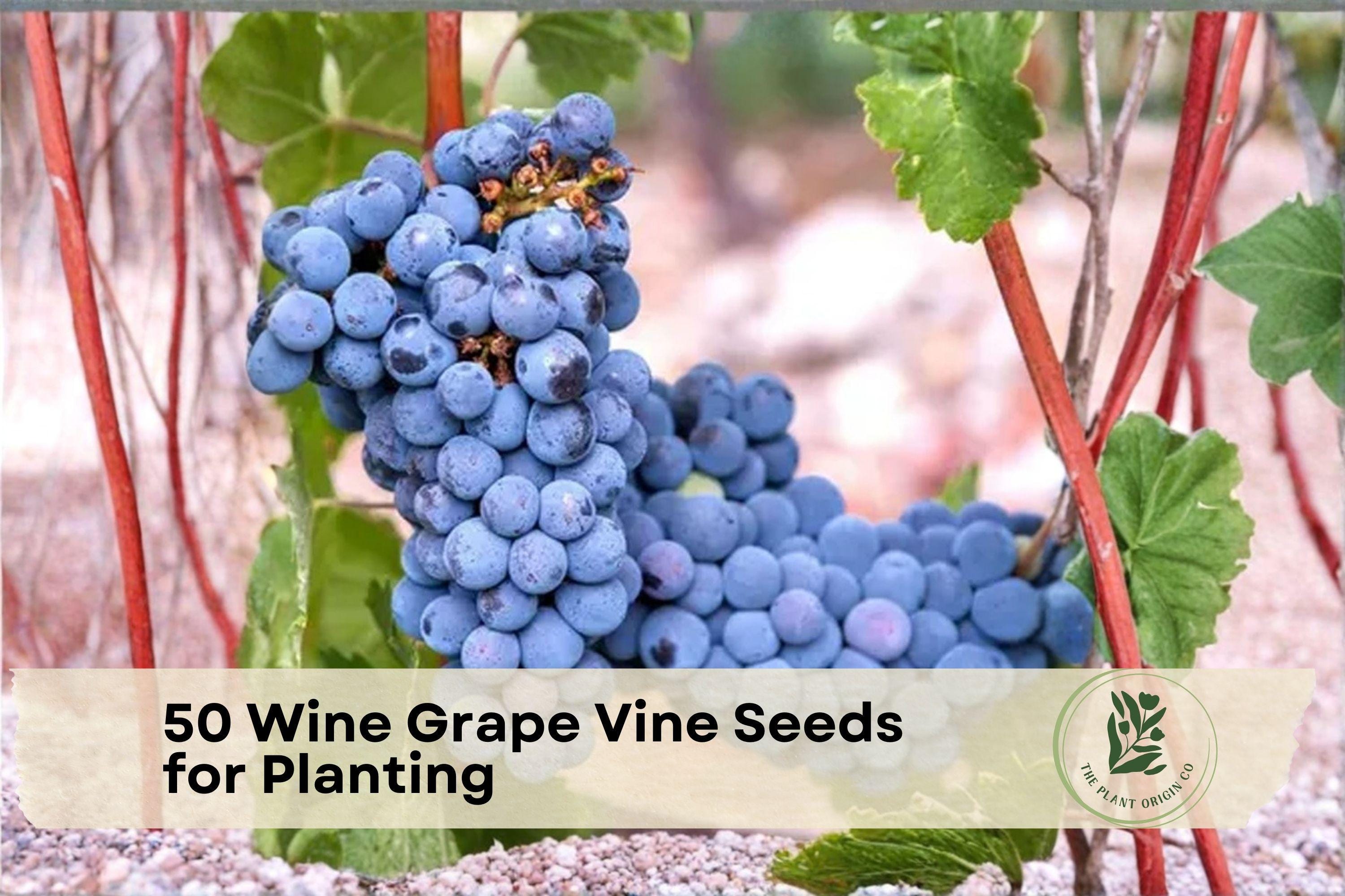 50 Grape Vine Seeds for Planting, Vitis spp., Perennial Climbing Fruit Vine, Suitable for Home Gardens and Grape Growing
