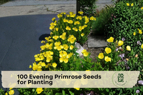 100 Evening Primrose Seeds for Planting | Wildflower, Oenothera biennis, Yellow Blooms, Pollinator-Friendly