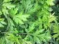 Japanese Mugwort Seeds - Yomogi Herb Artemisia princeps, Hardy Perennial for Herb Gardens & Ornamental Landscaping