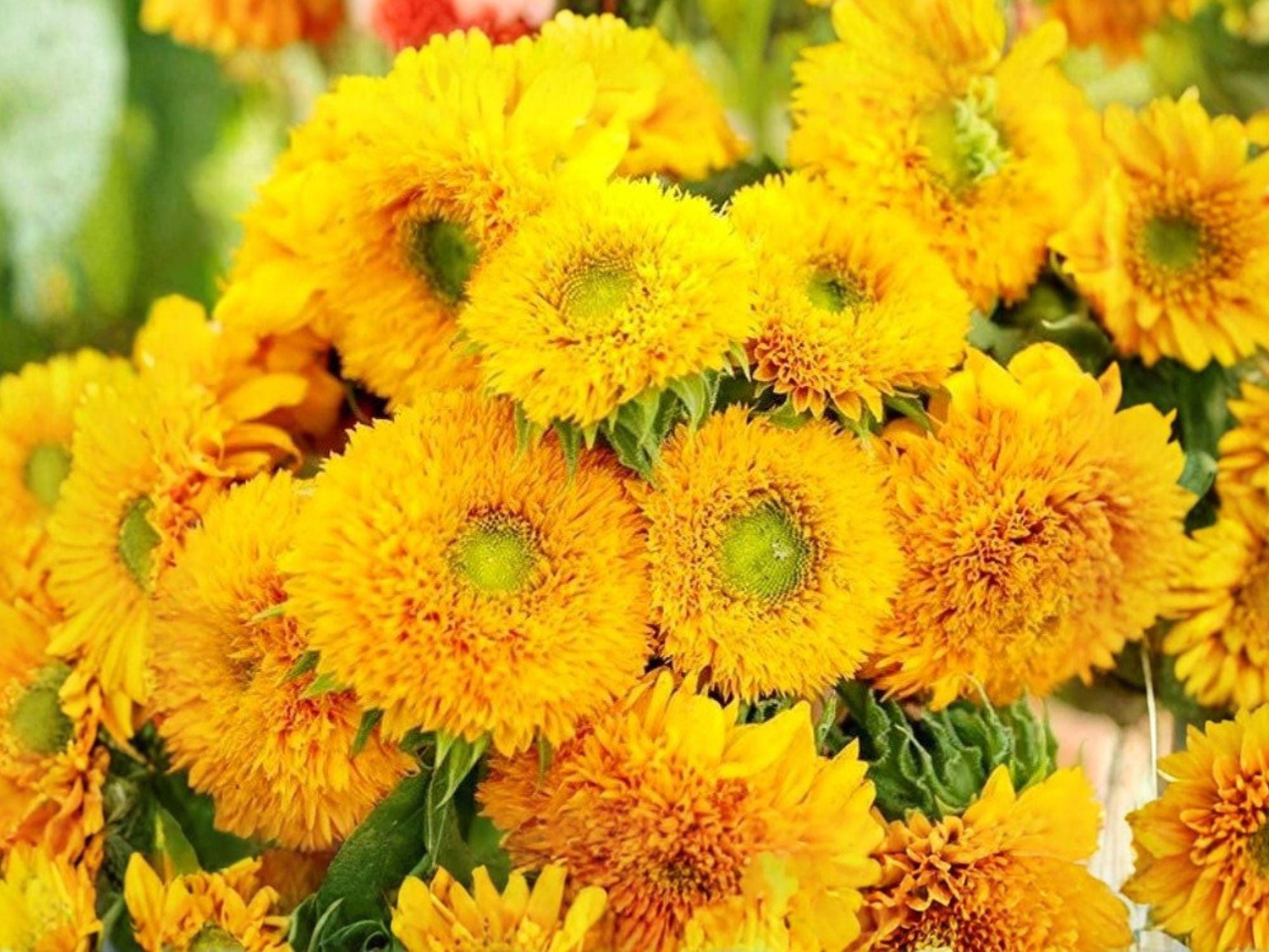 Teddy Bear Sunflower Seeds – Dwarf Sungold Variety, Golden Yellow, Compact Annual Flower for Garden & Container Planting