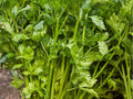 Tall Utah 52-70 Celery Seeds – Heirloom Non-GMO, Crisp Tender Stalks, 2000 Count