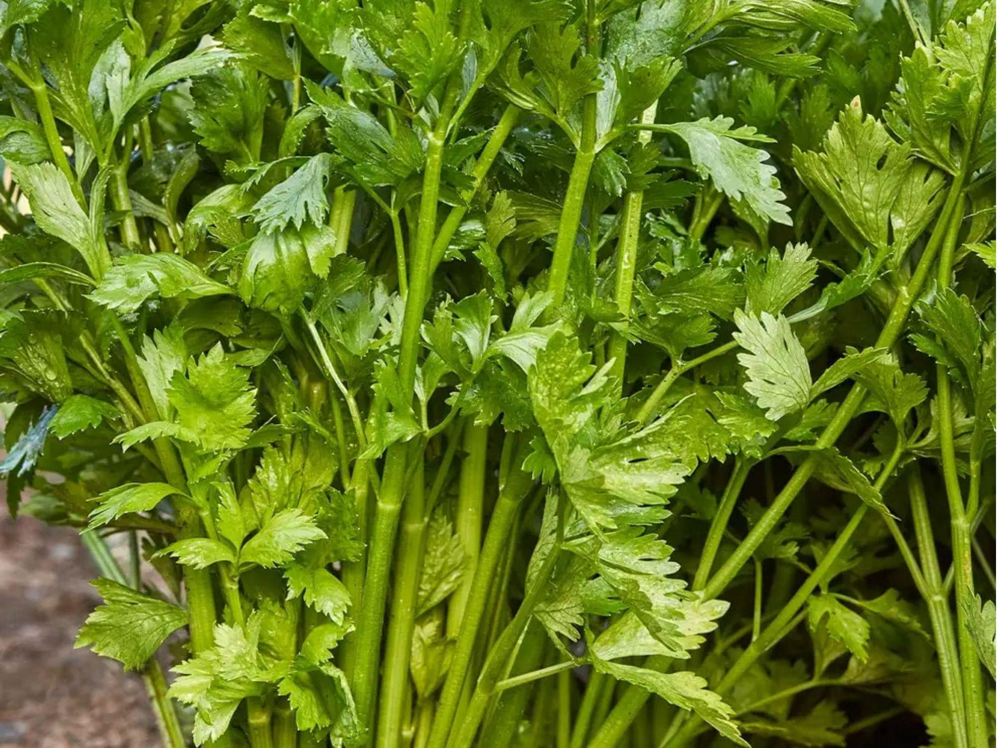 Tall Utah 52-70 Celery Seeds – Heirloom Non-GMO, Crisp Tender Stalks, 2000 Count