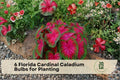 6 Florida Cardinal Caladium Bulbs for Planting – Vibrant Red Foliage, Tropical Shade Garden, Container Planting, Caladium spp.