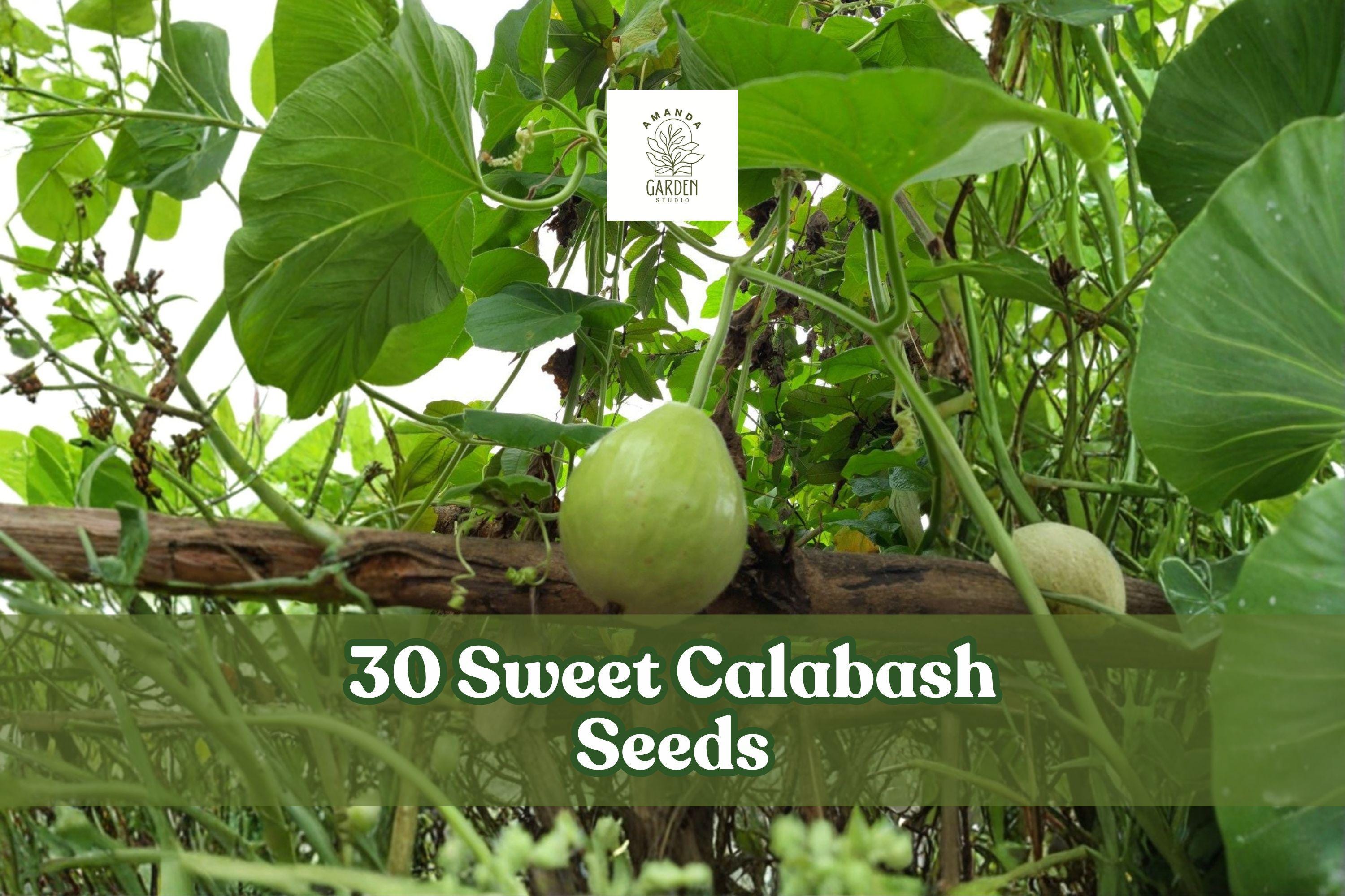 30 Sweet Calabash Seeds for Planting | Passiflora maliformis Tropical Climbing Vine for Garden Support