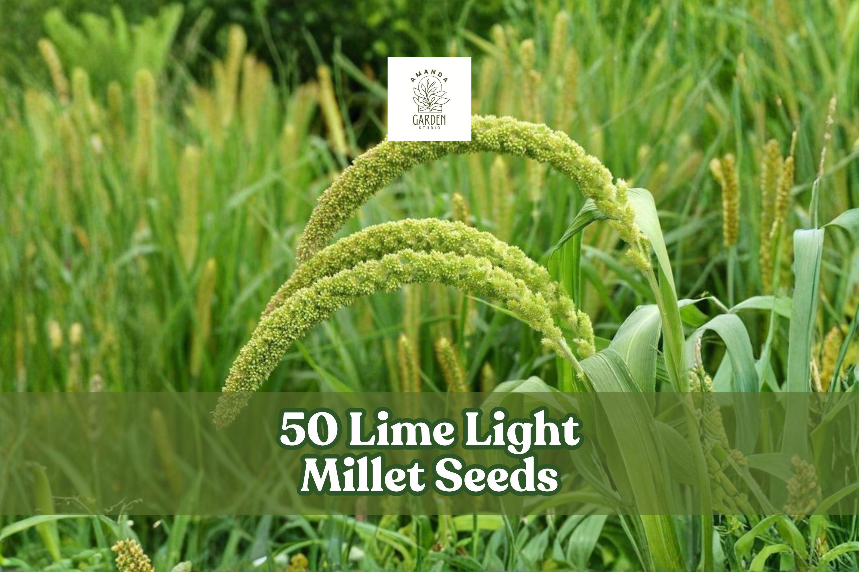 50 Lime Light Millet Seeds - Ornamental Grass Pennisetum glaucum Lime Green Flower Plumes for Garden Beds & Landscape