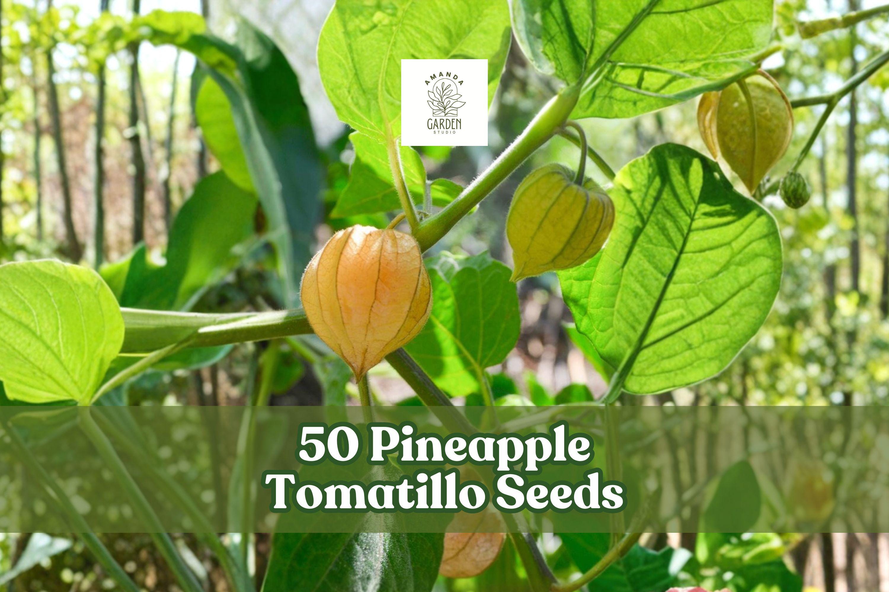50 Pineapple Tomatillo Seeds Heirloom Physalis ixocarpa Vegetable Plant for Garden Planting