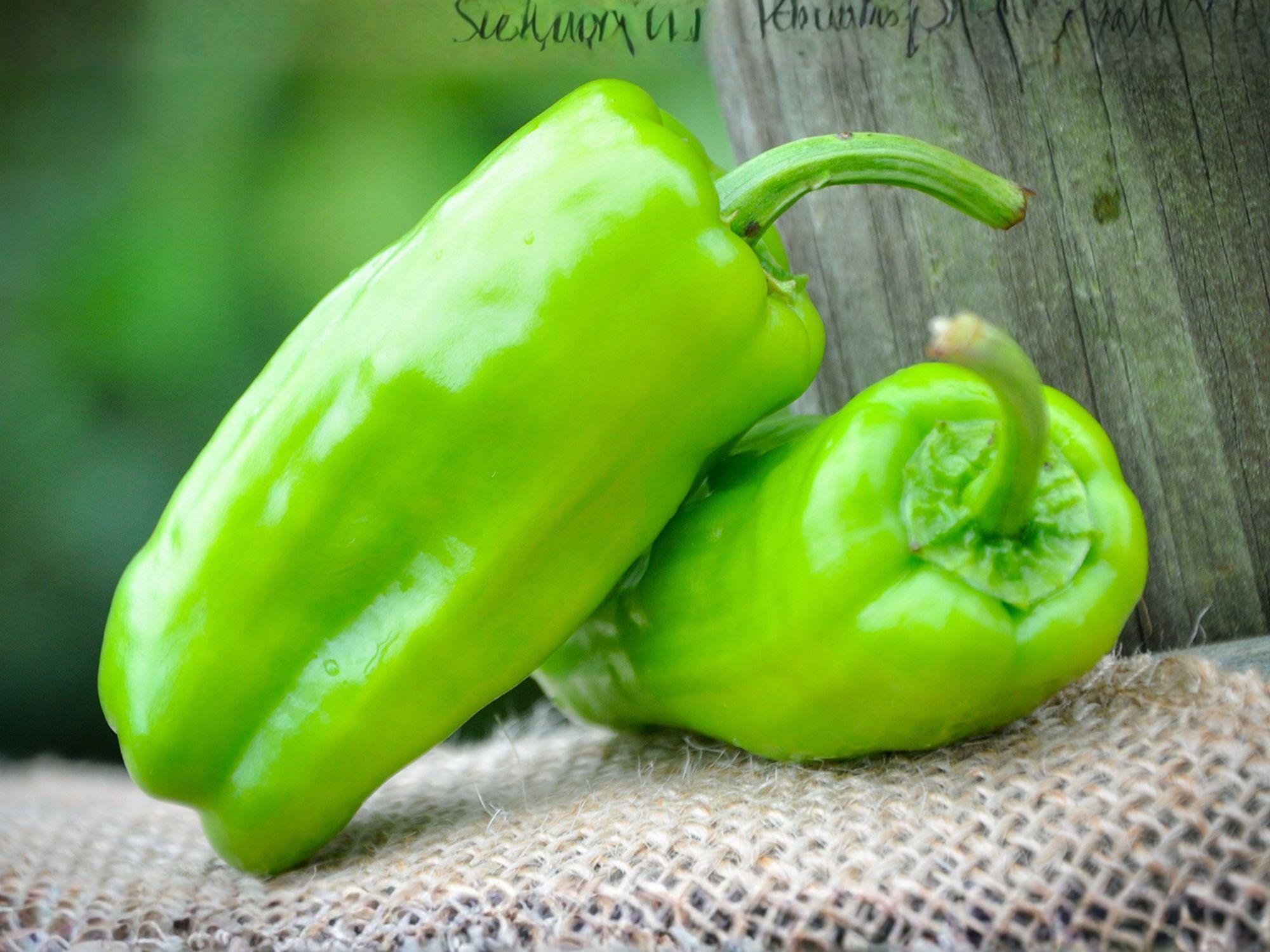 Pepperoncini Italian Sweet Pepper Seeds – Mild, Heirloom, 25 Pack for Pickling, Salads, and Fresh Eating
