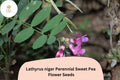 50+ Lathyrus niger Perennial Sweet Pea Seeds | Dark Purple Climbing Vine for Garden Trellis & Arbors