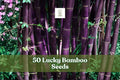 50 Lucky Bamboo Seeds for Indoor Ornamental Planting Dracaena sanderiana Foliage