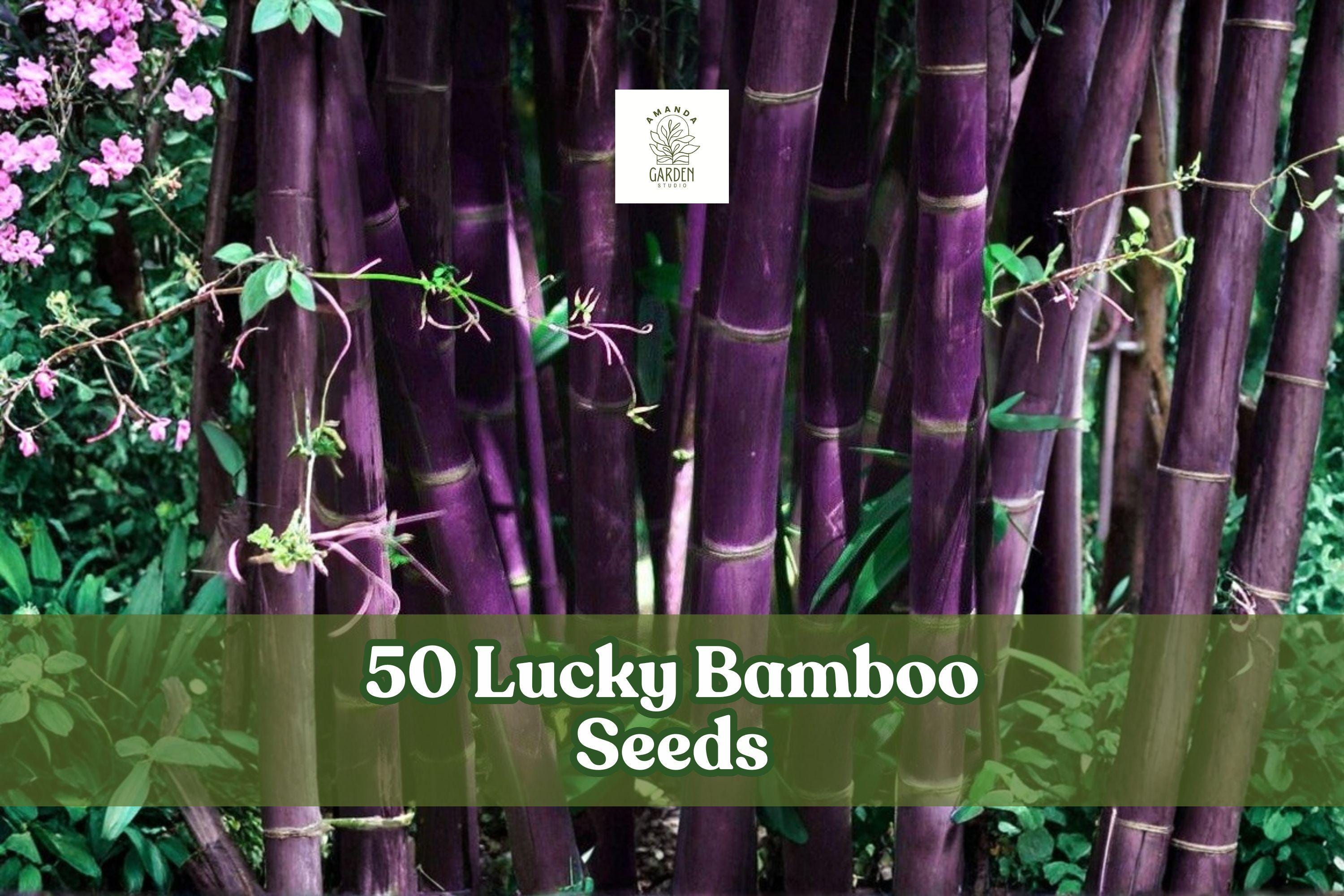 50 Lucky Bamboo Seeds for Indoor Ornamental Planting Dracaena sanderiana Foliage