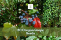 20 Oregon Grape Seeds for Planting Mahonia aquifolium Ornamental Evergreen Shrub with Yellow Flowers