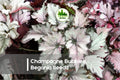 Champagne Bubbles Begonia Seeds – Pastel Peach Pink Blooms, Shade Garden, Container Plant, Begonia × hybrida, 25+ Seeds
