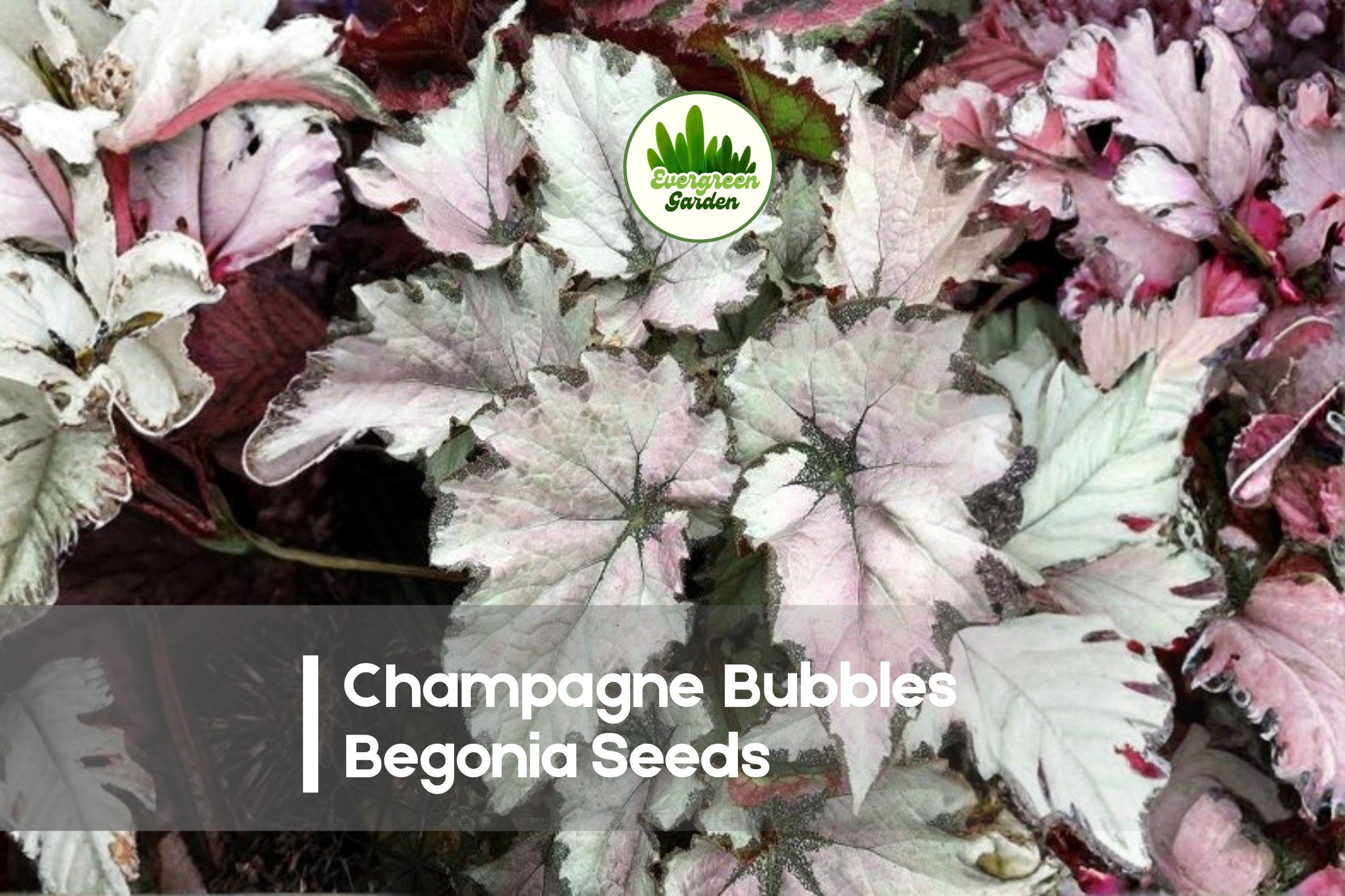 Champagne Bubbles Begonia Seeds – Pastel Peach Pink Blooms, Shade Garden, Container Plant, Begonia × hybrida, 25+ Seeds