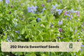 250 Stevia rebaudiana Seeds for Garden Planting, Herbaceous Perennial, Sweetleaf Herb Seeds