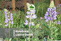 25+ Riverbank Lupine Seeds - Perennial Purple-Blue Flowering Plant, Lupinus rivularis, Attracts Pollinators, Drought-Tolerant Garden Seeds