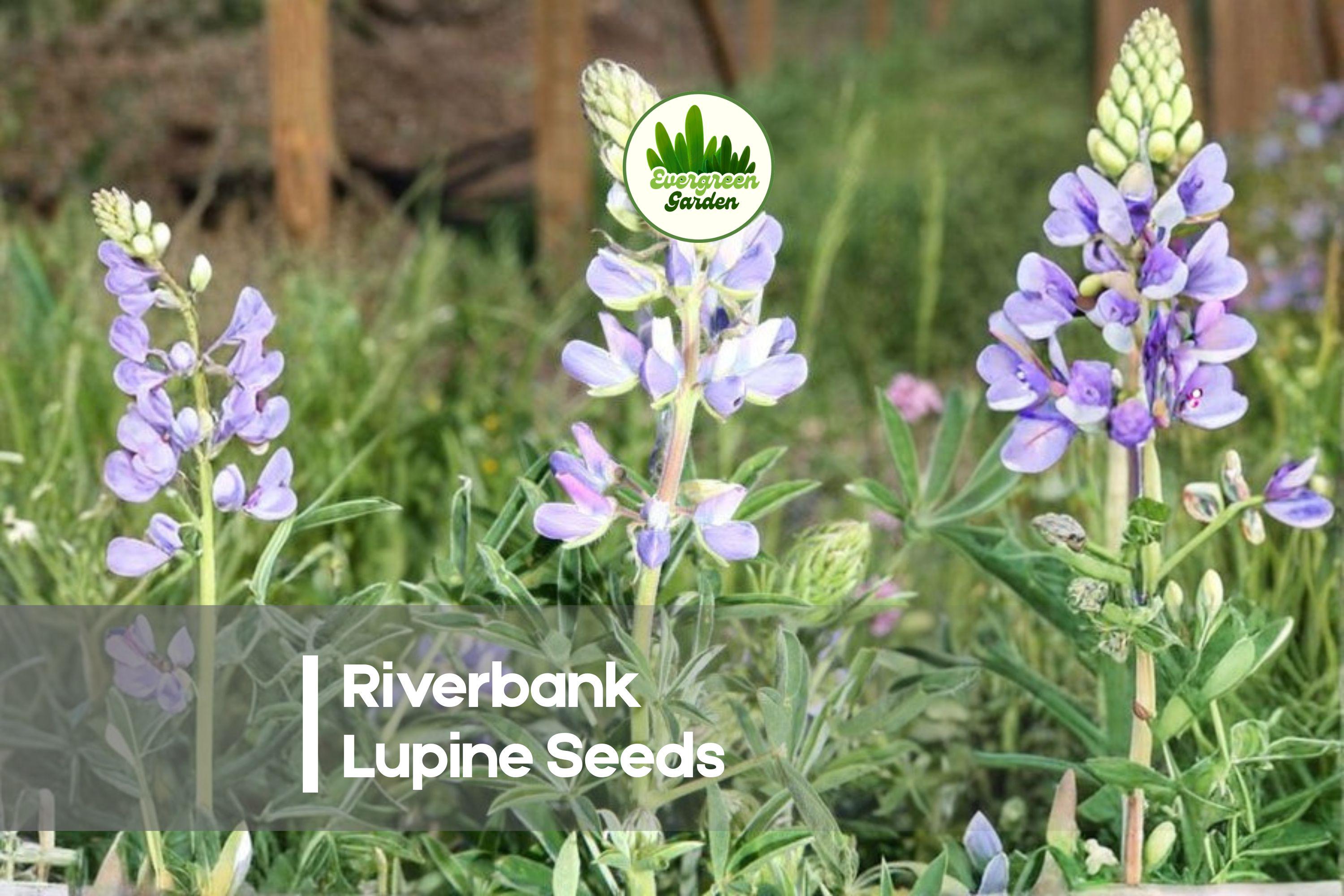 25+ Riverbank Lupine Seeds - Perennial Purple-Blue Flowering Plant, Lupinus rivularis, Attracts Pollinators, Drought-Tolerant Garden Seeds