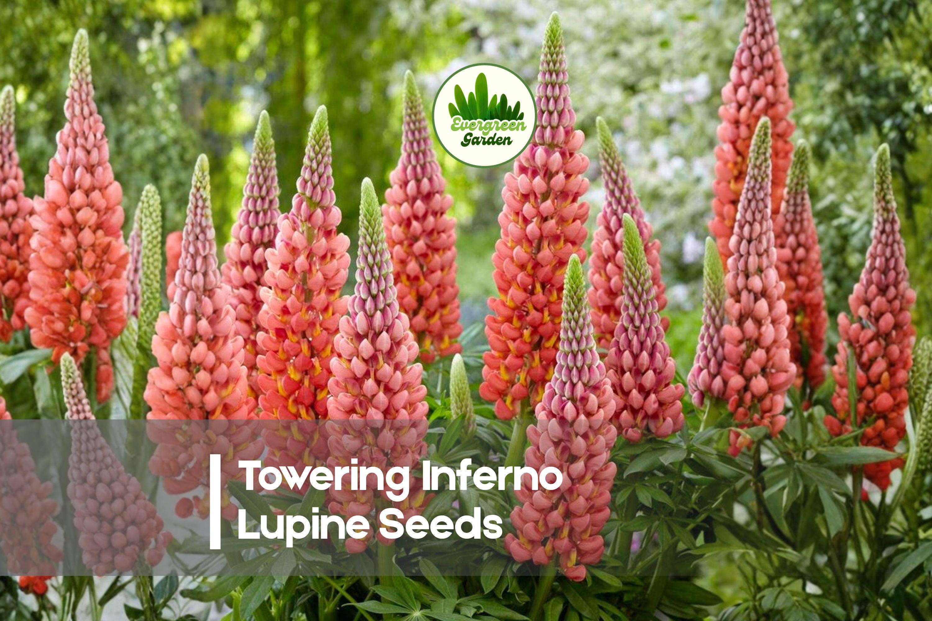 25+ Towering Inferno Lupine Seeds - Perennial Flowering Plant with Red-Orange Blooms, Lupinus polyphyllus, Bright Border and Cottage Garden Plant