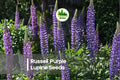 25+ Russell Purple Lupine Seeds - Perennial Flowering Plant with Deep Purple Spikes, Lupinus polyphyllus, Cottage Garden, Border, Pollinator-Friendly