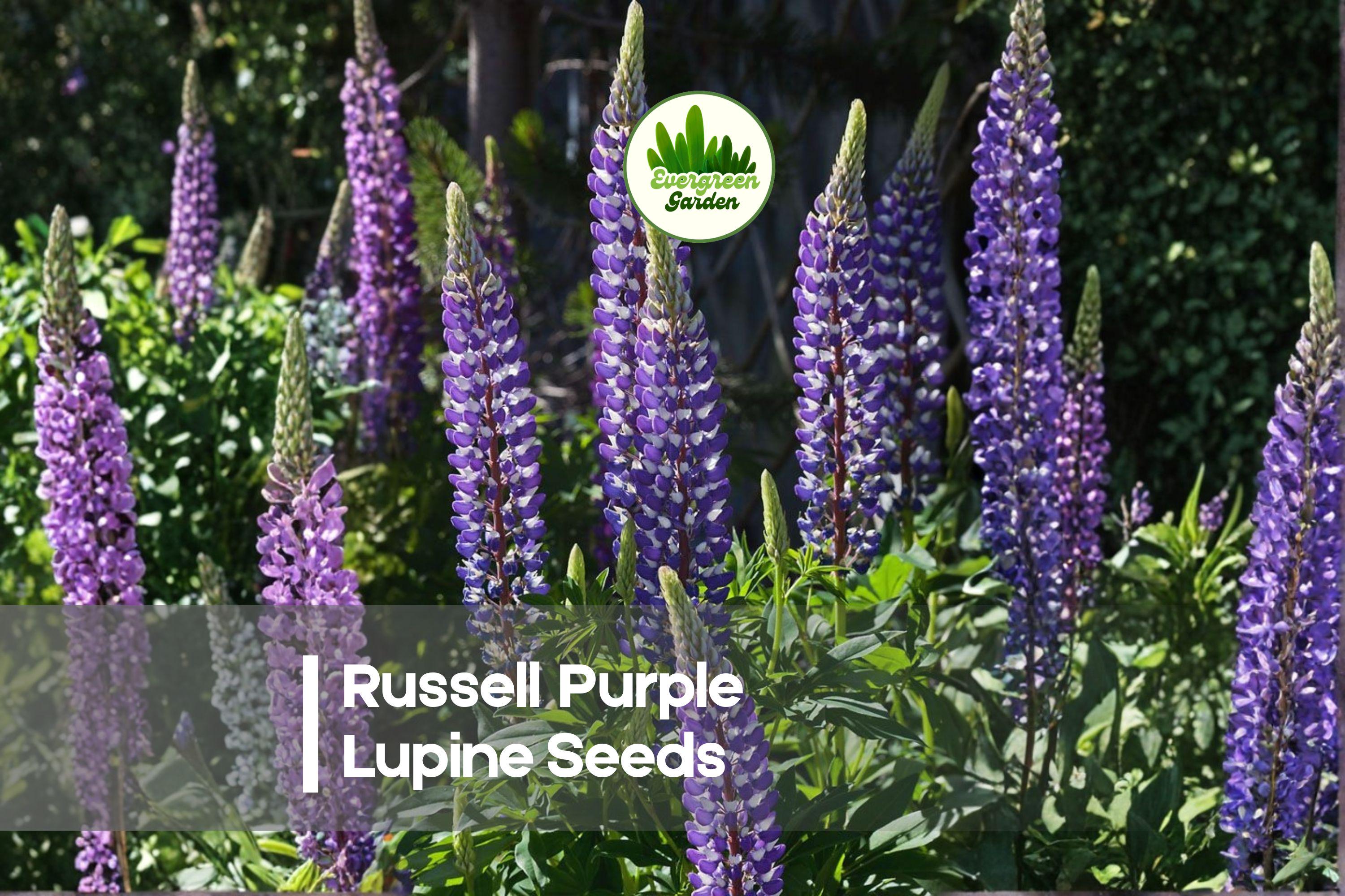 25+ Russell Purple Lupine Seeds - Perennial Flowering Plant with Deep Purple Spikes, Lupinus polyphyllus, Cottage Garden, Border, Pollinator-Friendly