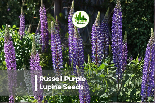 25+ Russell Purple Lupine Seeds - Perennial Flowering Plant with Deep Purple Spikes, Lupinus polyphyllus, Cottage Garden, Border, Pollinator-Friendly