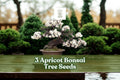 Apricot Tree Seeds for Planting – Prunus armeniaca, Bonsai & Fruit Tree Seeds, White/Pale Pink Flowers, Outdoor & Container Growing