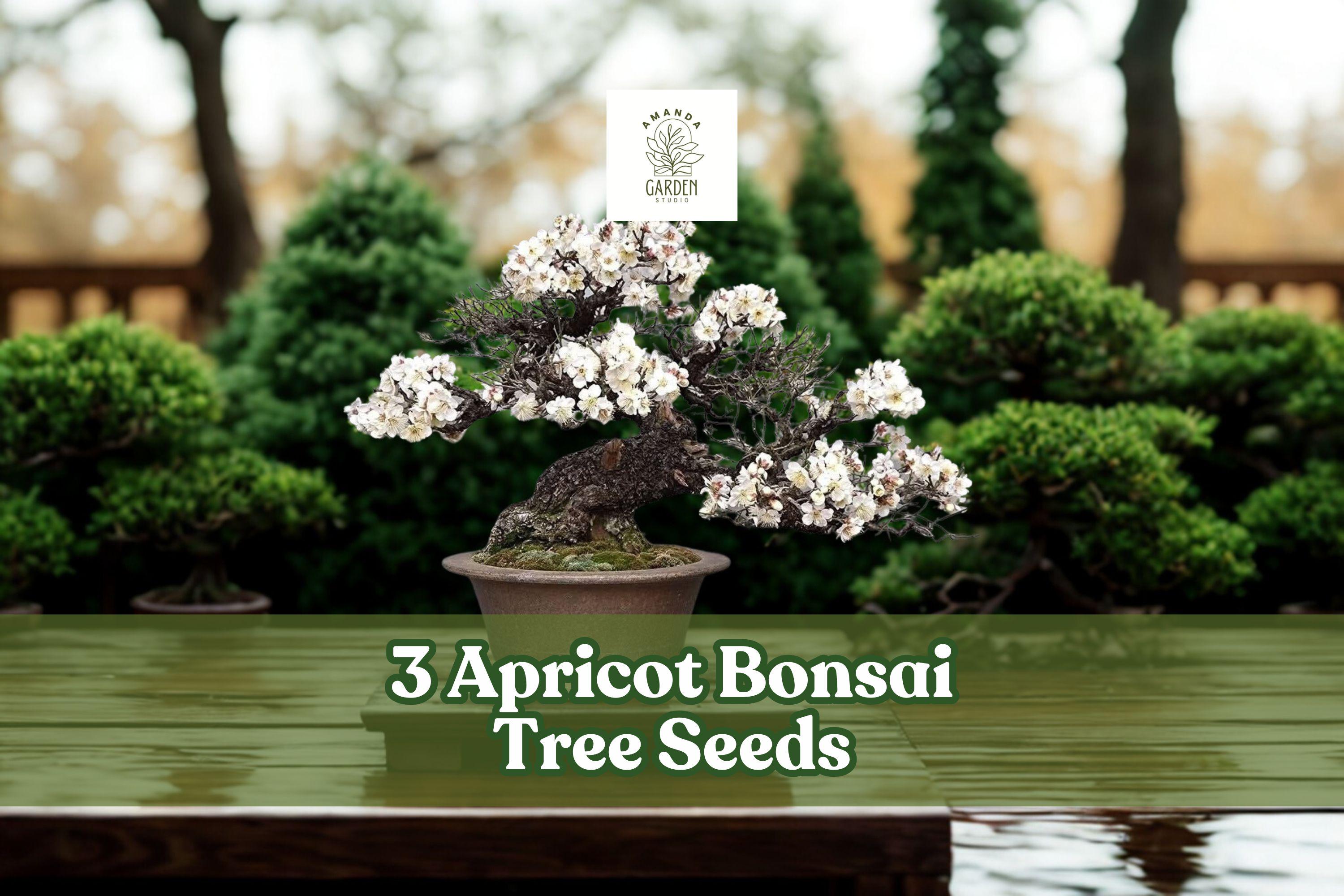 Apricot Tree Seeds for Planting – Prunus armeniaca, Bonsai & Fruit Tree Seeds, White/Pale Pink Flowers, Outdoor & Container Growing