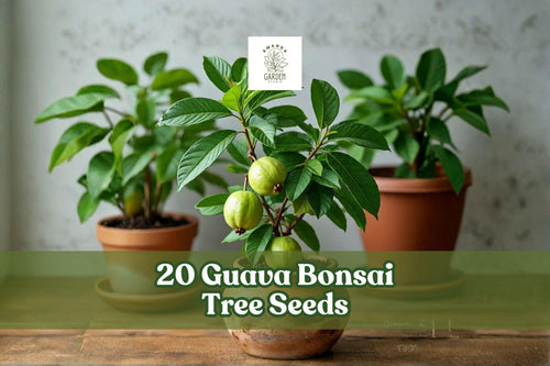 20 Guava Tree Seeds for Bonsai, Tropical Fruit Tree, Psidium guajava, Indoor & Container Growing