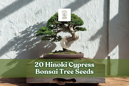 20 Hinoki Cypress Bonsai Tree Seeds - Evergreen Conifer, Chamaecyparis obtusa, for Planting & Bonsai Cultivation