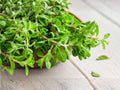 Sweet Marjoram Seeds - Culinary & Medicinal Herb, Origanum majorana, Easy to Grow, 500 Seeds for Herb Gardens & Containers
